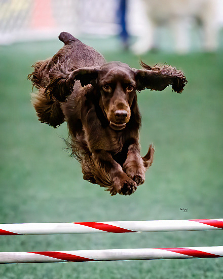 Western Waukesha DTC Agility Trial, October 2019