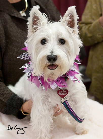Wisconsin Dog Fair, November 2011