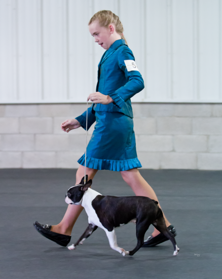 Boston Terrier Club of Milwaukee Aug 12, 2011