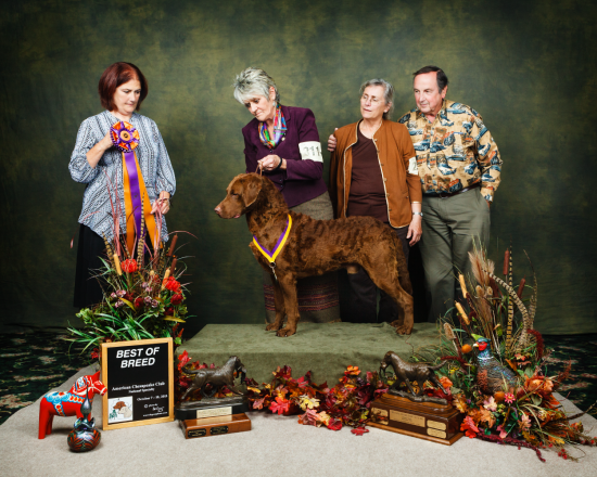 American Chesapeake Club, October 2015
