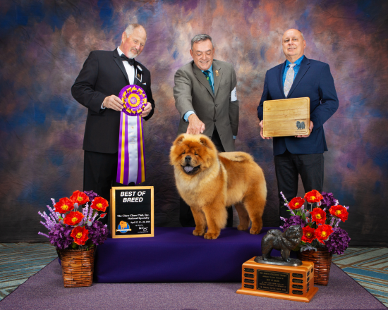 Chow Chow Club, Inc. National Specialty Week, April 2018