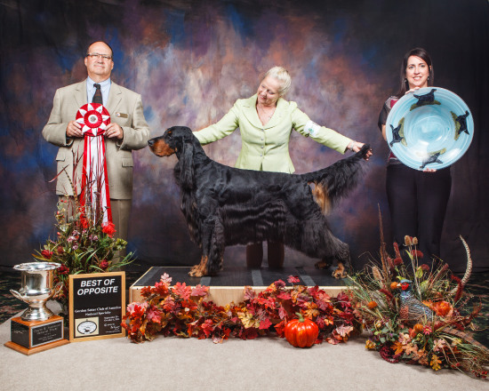 Gordon Setter Club of America National Specialty, September 2014