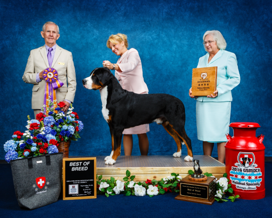 Greater Swiss Mountain Dog Club of America, September 2016, St Charles, Illinois