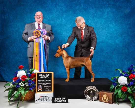 German Pinscher Club of America, September 11, 2015