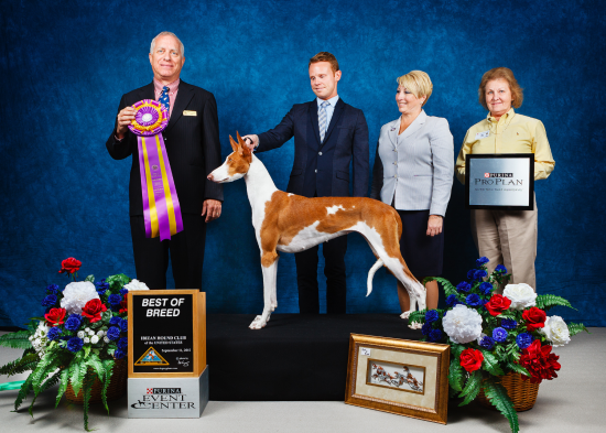 Ibizan Hound Club of the United States, September 11, 2015