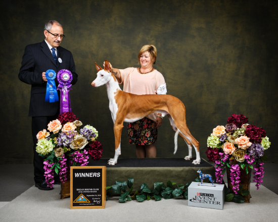 Ibizan Hound Club of The United States, September 2016, Purina Event Center