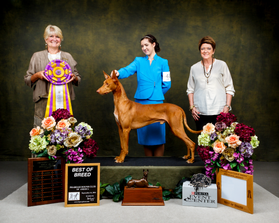Pharaoh Hound Club of America, September 2016, Purina Event Center