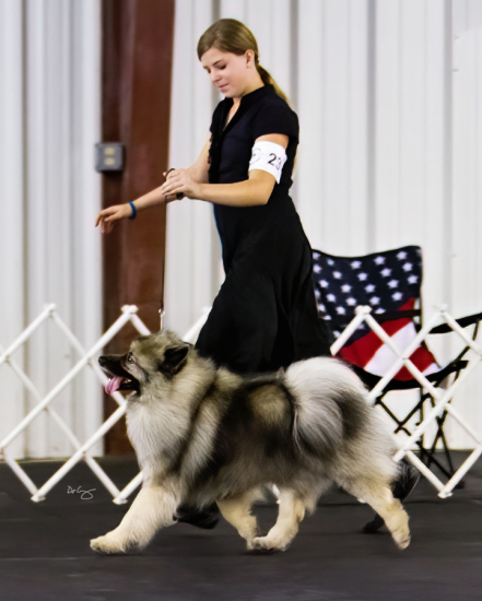 Keeshond Fanciers of the Central States, October 9, 2011