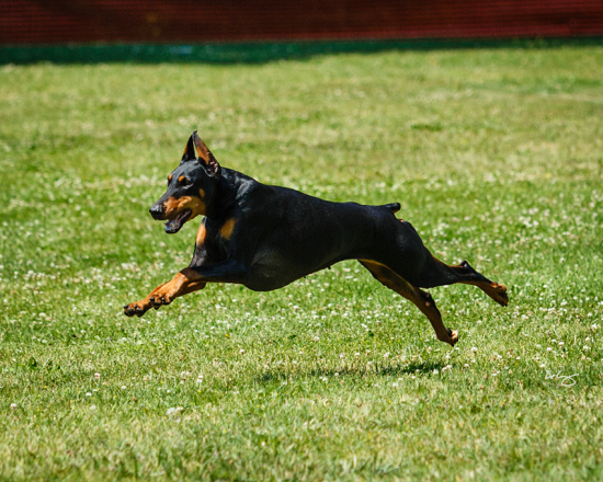Coursing Aptitude Test, Cudahy KC, August 2014