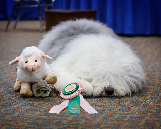 Old English Sheepdog National Specialty, Wisconsin, September 2012