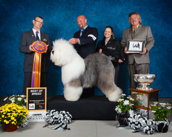 Old English Sheepdog Club of America, October 2013, Purina Farms