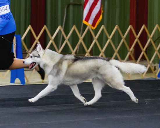 Siberian Husky Club of Greater Chicago, October 2011