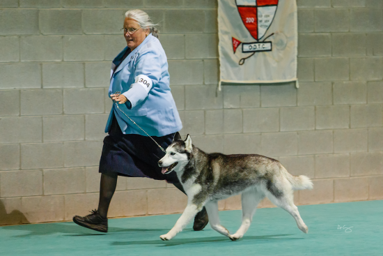 Siberian Husky Club of Greater Chicago, Saturday, Oct 26, 2013