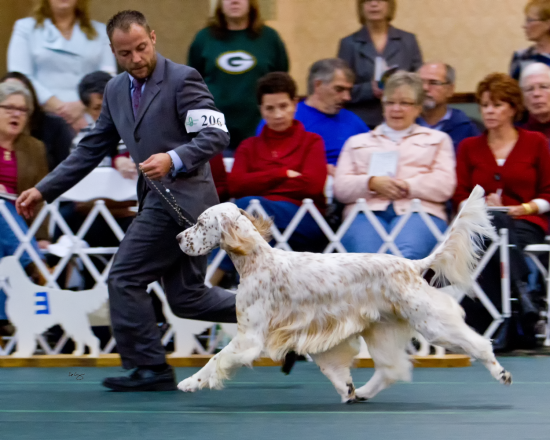 English Setter Association of America, Oconomowoc WI, October 2011