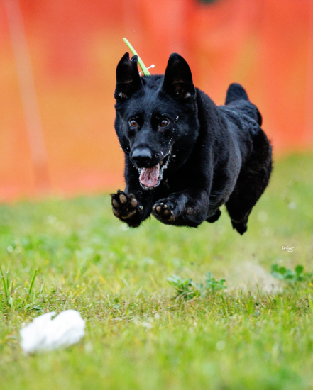  Dog Events 2026