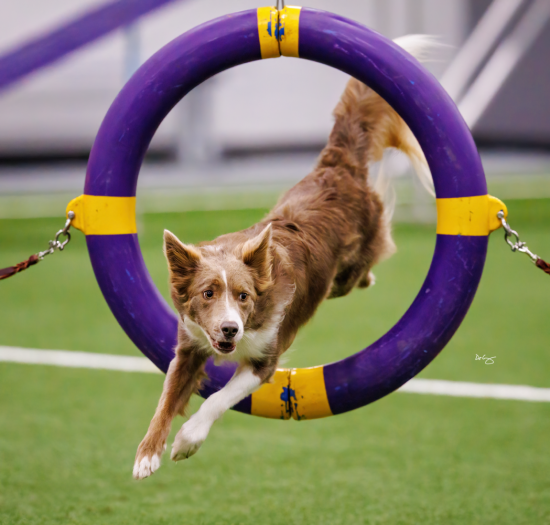 Red Stick Agility July 2026